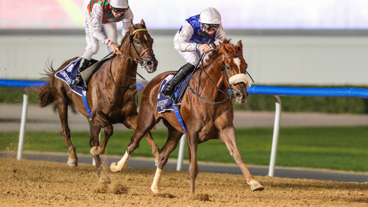 Amazing Racenight For Arabians In Al Ain Image 1